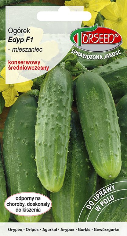 Ogórek gruntowy konserwowy Edyp F1 nasiona 3g średnio wczesny
